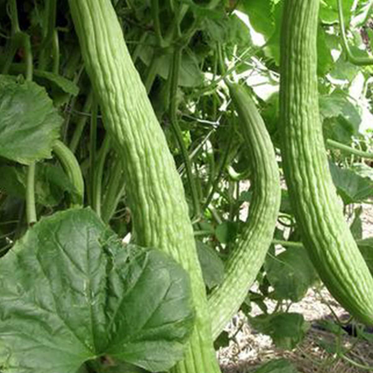 Generic Metki yard-long cucumber seeds; pale green fruits for fresh salads and pollinator-friendly gardens.