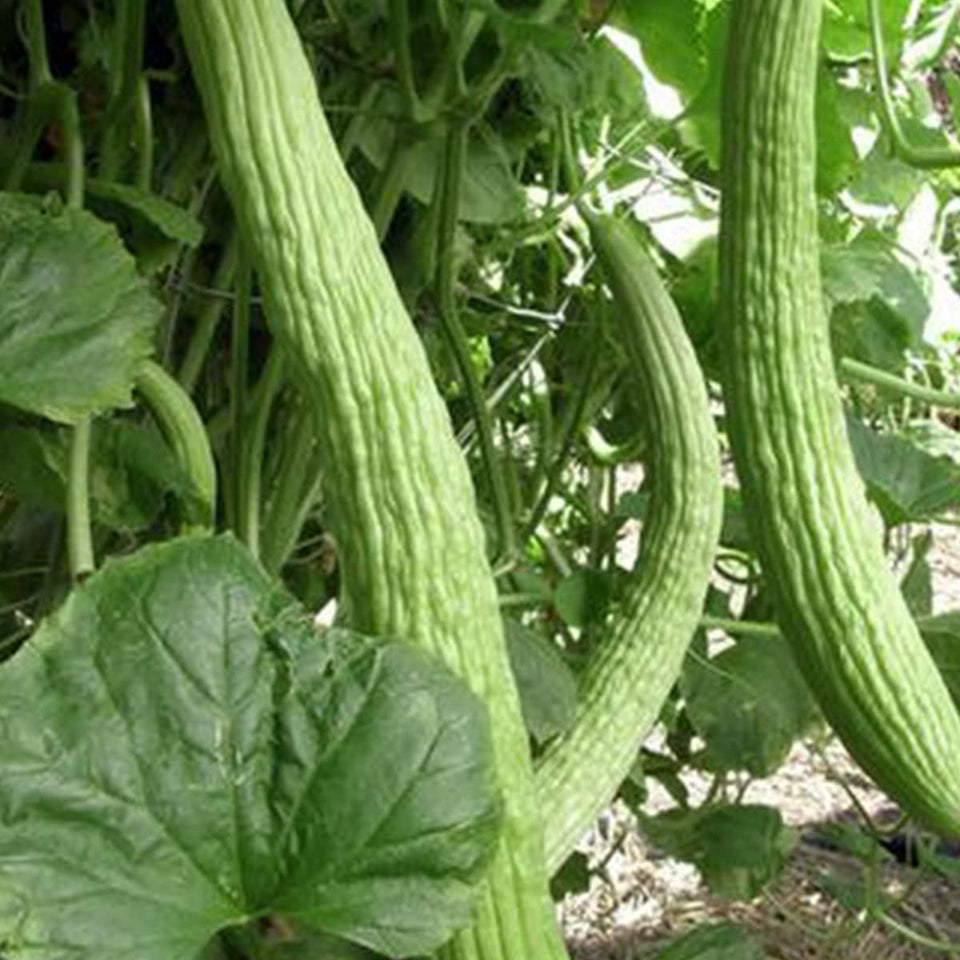 Generic Metki yard-long cucumber seeds; pale green fruits for fresh salads and pollinator-friendly gardens.