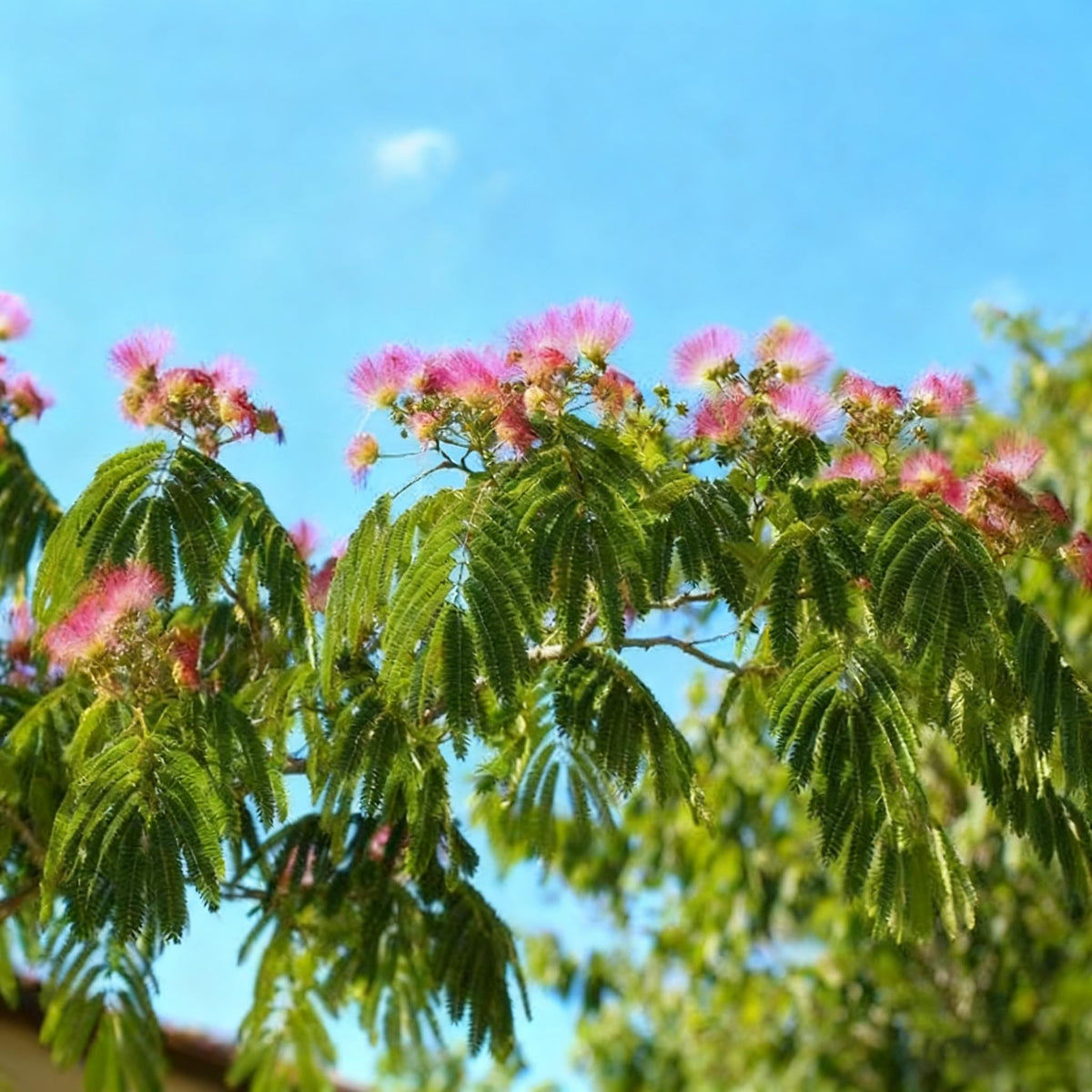 Generic Mimosa Silk Tree Seeds drought-tolerant landscape specimen in bright sun