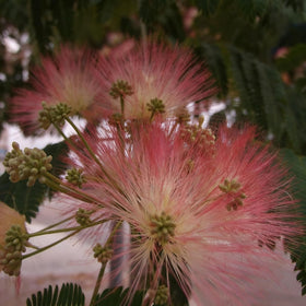 Generic Mimosa Silk Tree Seeds displaying fern-like foliage on a young plant