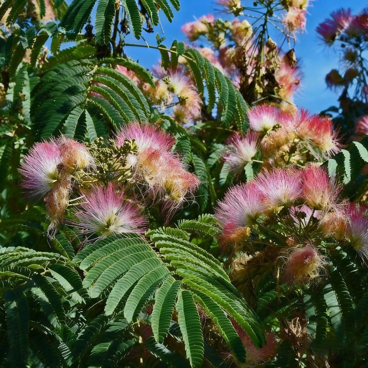 Generic Mimosa Silk Tree Seeds close-up shows pink puffball blooms attracting pollinators