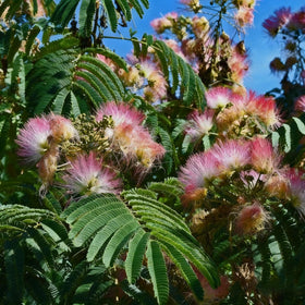 Generic Mimosa Silk Tree Seeds close-up shows pink puffball blooms attracting pollinators