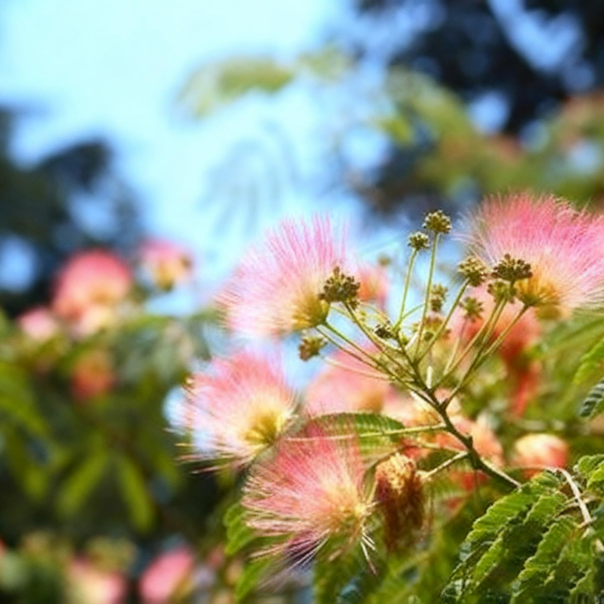 Generic Mimosa Silk Tree Seeds attract pollinators with pink blossoms