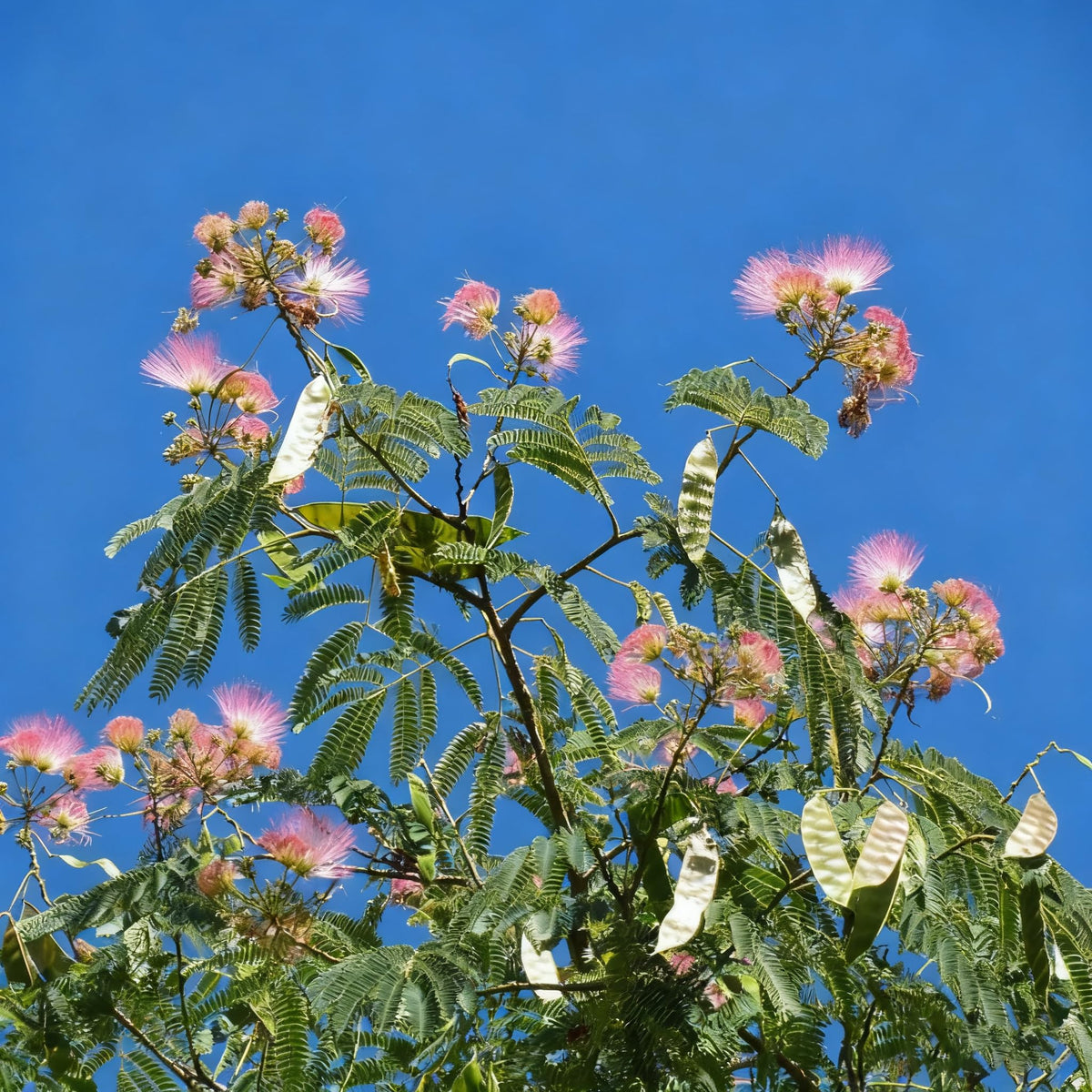 Generic Mimosa Silk Tree Seeds seedling emerging in sunny garden bed