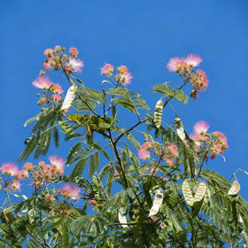 Generic Mimosa Silk Tree Seeds seedling emerging in sunny garden bed