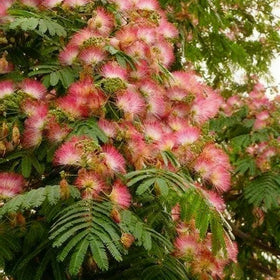 Generic Mimosa Silk Tree Seeds non-GMO seeds for outdoor planting