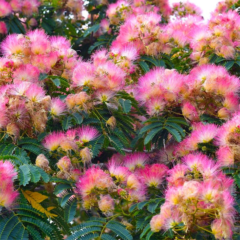 Generic Mimosa tree seedling in garden offering shade and ornament