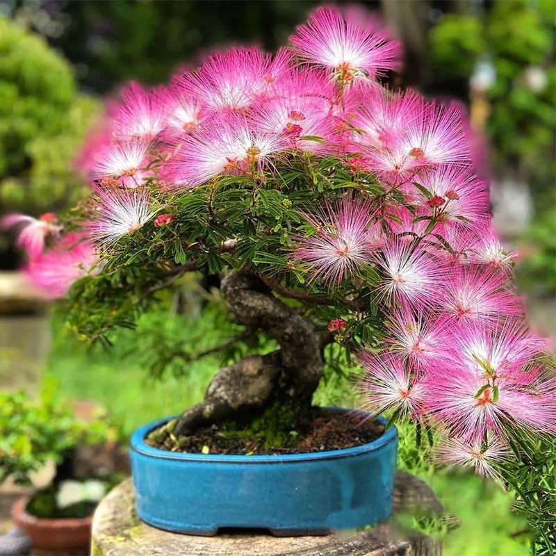 Generic Mimosa tree seeds germination guide showing soaking and sprouting steps