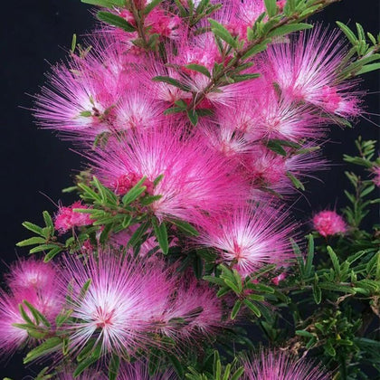 Generic Mimosa tree seeds packaging ready to start a bloom-filled garden
