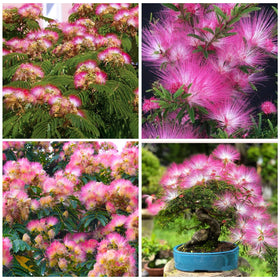 Generic Mimosa tree seeds pink pom-pom blooms attract bees and butterflies