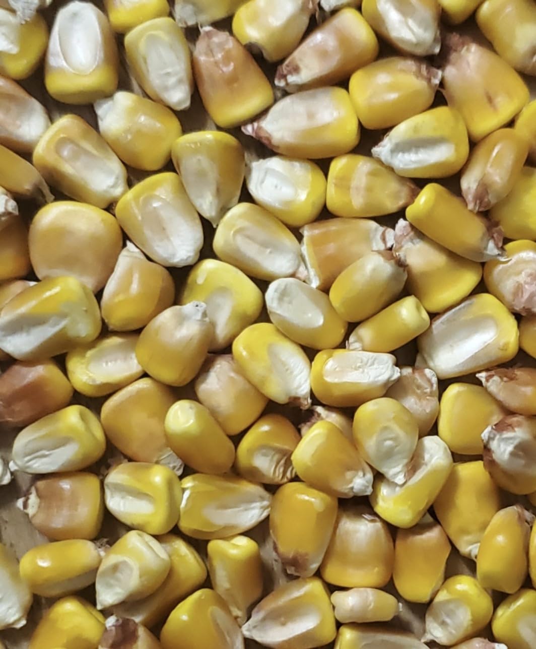 Generic Minnesota 13 field location highlights provenance for growers.