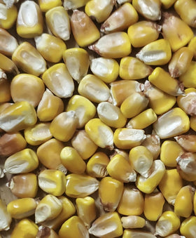 Generic Minnesota 13 field location highlights provenance for growers.