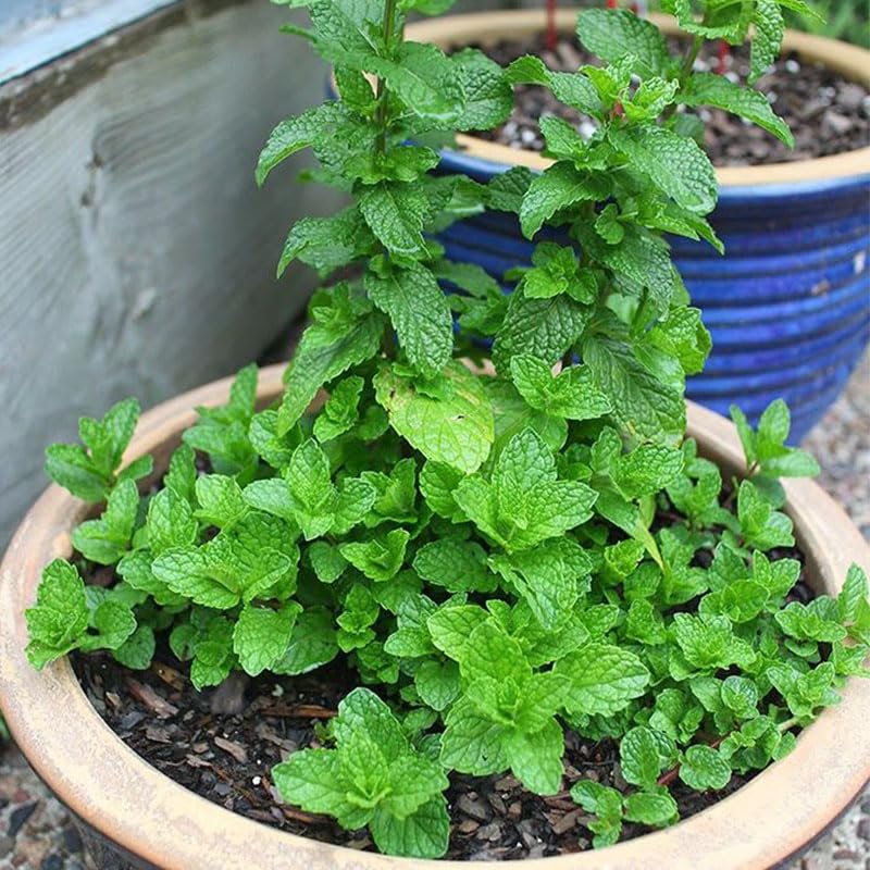 Generic mint seeds for container planting show compact growth and fresh herbs for tea and garnish