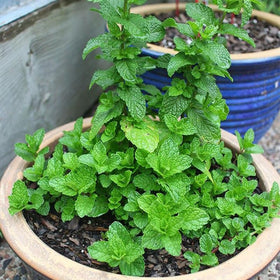Generic mint seeds for container planting show compact growth and fresh herbs for tea and garnish