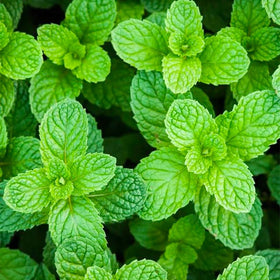 Generic mint seeds shown with drinks and desserts for refreshing flavor ideas