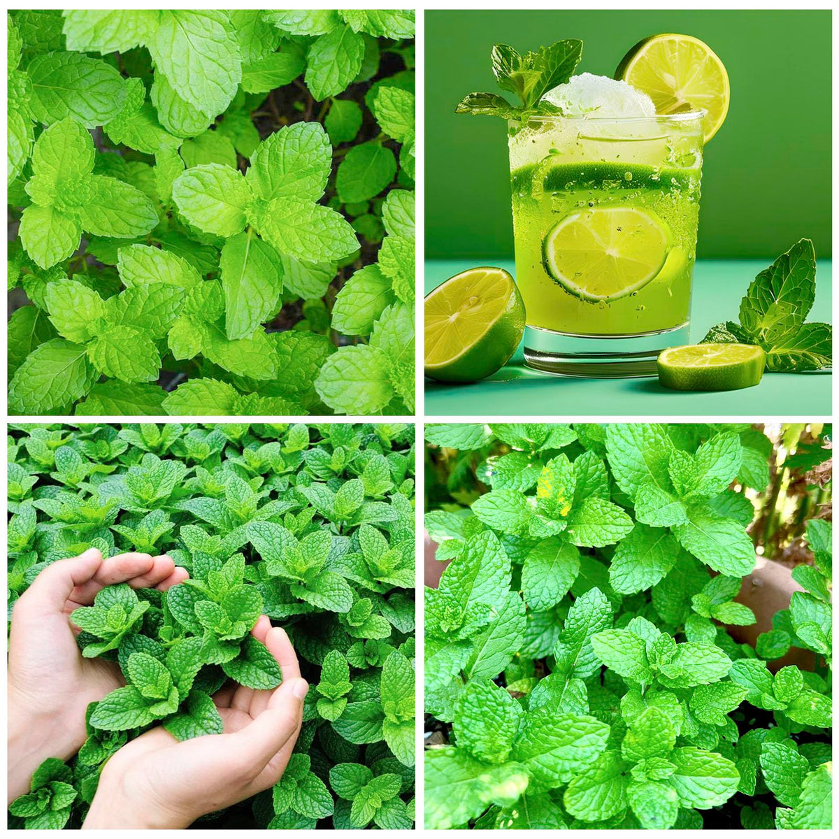 Generic mint seeds with young mint leaves in a pot for balcony gardens