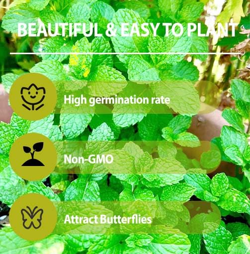 Generic mint seeds growing in a compact urban garden container setup