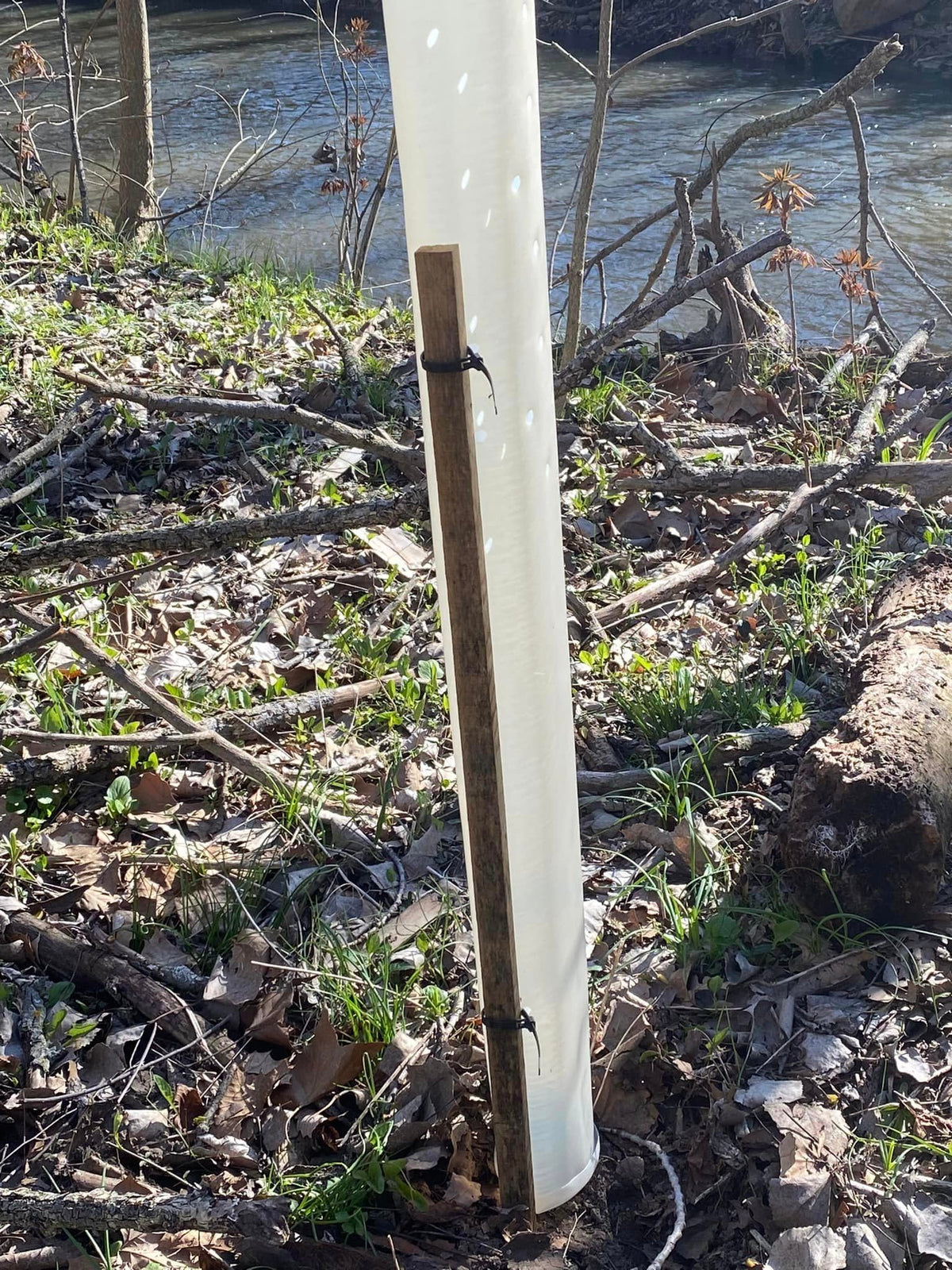 Generic Miracle Tree Tube razor-line perforation safeguards the tree if removed later.