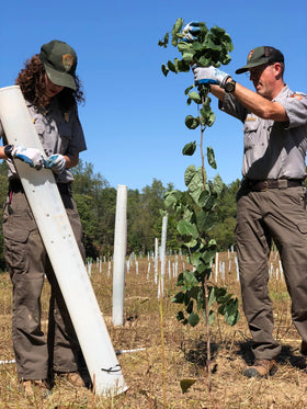 Generic Miracle Tree Tube works with separate stakes and weed barrier for a full setup.