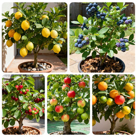 Generic Mix Bonsai Fruit Seeds Blueberry: grow small blueberry trees for edible indoor harvest.