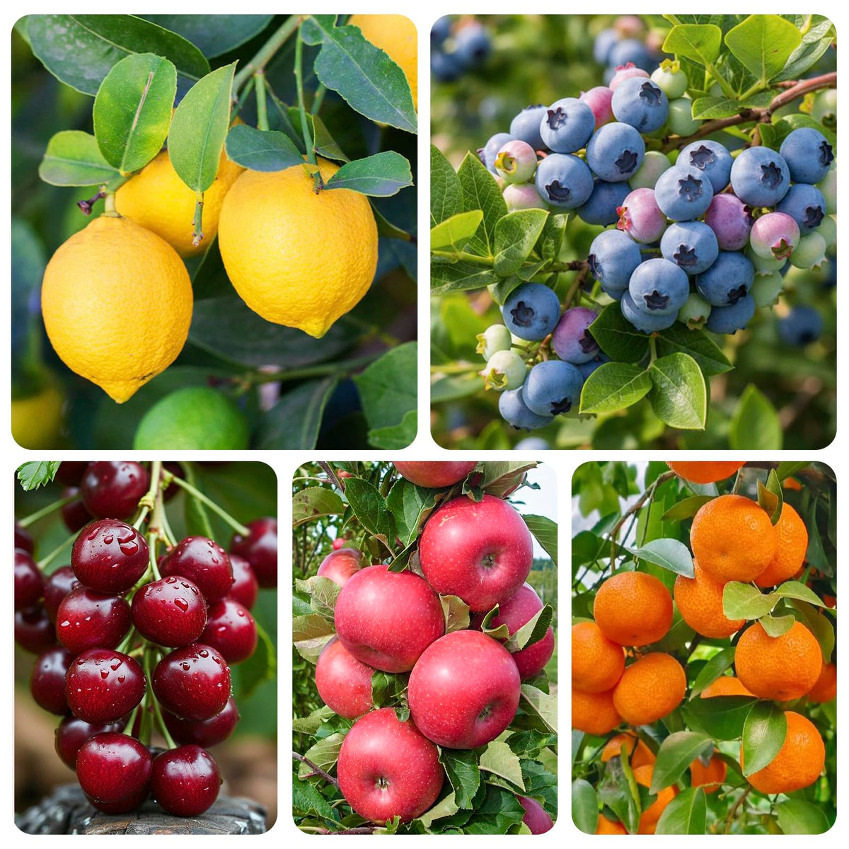Generic Mix Bonsai Fruit Seeds Cherry: cultivate compact cherry saplings for unique home accent.