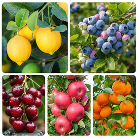 Generic Mix Bonsai Fruit Seeds Cherry: cultivate compact cherry saplings for unique home accent.