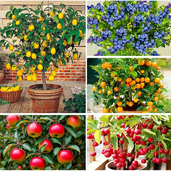 Generic Mix Bonsai Fruit Seeds Lemon: start indoor mini lemon trees for seasonal decor.