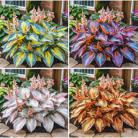 Generic Mix Hosta Seeds form dense ground cover for shaded garden beds.