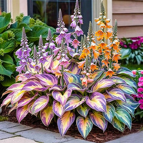 Generic Mix Hosta Seeds display varied foliage colors for ornamental shaded areas.