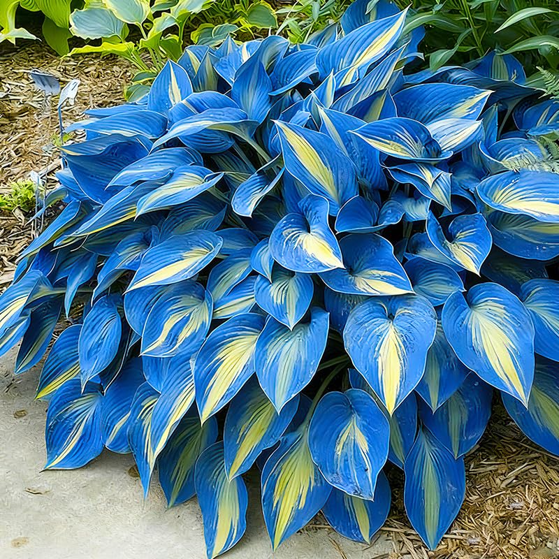 Generic Mix Hosta Seeds suit perennial border plantings for shady, low-maintenance displays.
