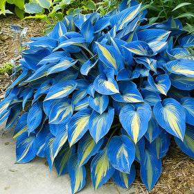 Generic Mix Hosta Seeds suit perennial border plantings for shady, low-maintenance displays.