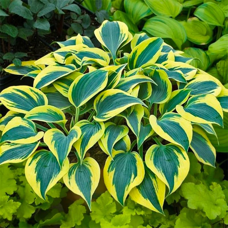 Generic Mix Hosta Seeds sow easily in well-draining soil after frost.