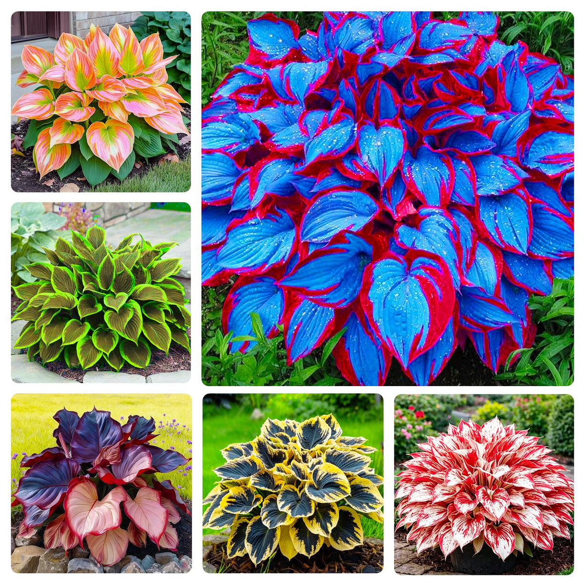 Generic Mix Hosta Seeds require stratification to boost germination in cool climates.