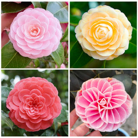 Generic mixed camellia seeds bloom palette showcases red, pink, and white varieties for vibrant garden color