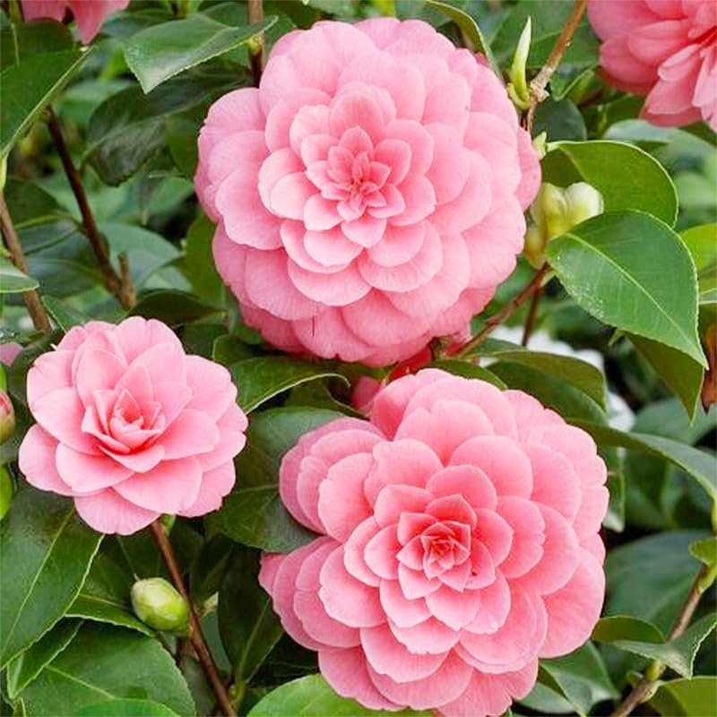 Generic mixed camellia seeds add color to beds, borders, or containers