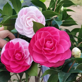 Generic camellias thrive in partial shade with regular watering during dry periods