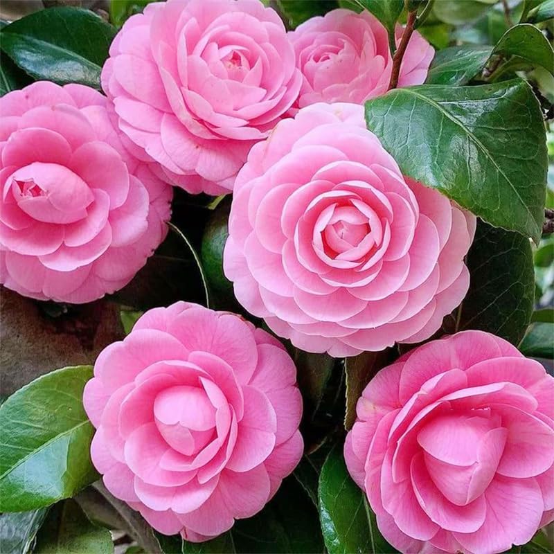 Generic camellia seeds planted in acidic, well-draining soil support healthy growth