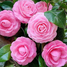 Generic camellia seeds planted in acidic, well-draining soil support healthy growth