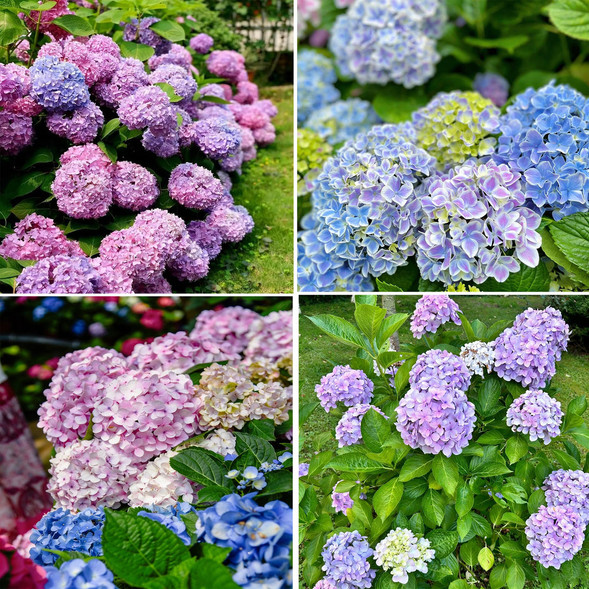 Generic mixed color hydrangea seed pack with 60 seeds for vibrant garden blooms.