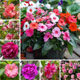 Generic mixed color impatiens seeds offer a 100-seed packet for vibrant shade garden displays