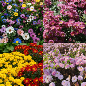 Generic mixed-color mums seeds form a lush ground-cover with weed suppression