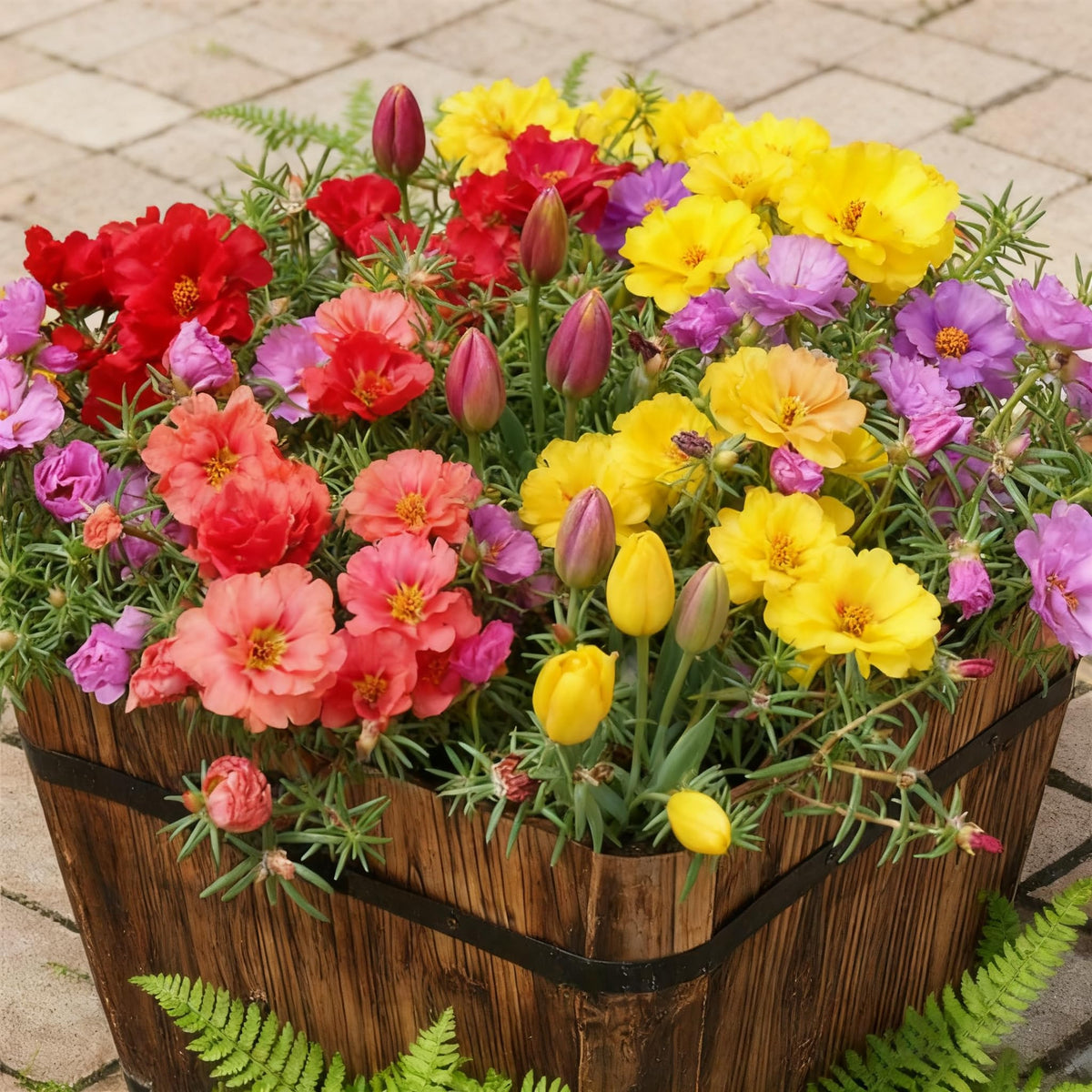 Generic mixed-color portulaca seeds bulk pack for vibrant ground cover