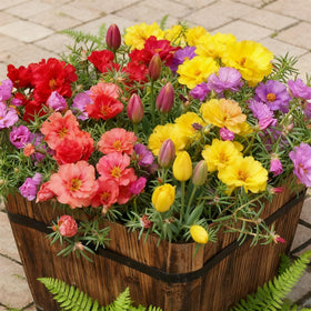 Generic mixed-color portulaca seeds bulk pack for vibrant ground cover