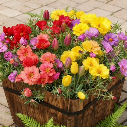 Generic mixed-color portulaca seeds bulk pack for vibrant ground cover