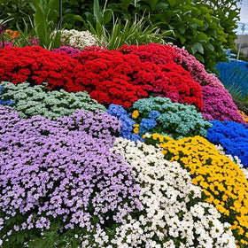 Generic creeping thyme seeds form colorful mats for vibrant ground cover