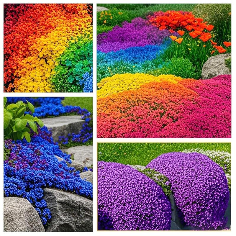 Generic mixed thyme seeds are drought-tolerant, ideal for low-water landscapes