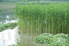 Harvest-ready Molokhia leaves on a garden stem