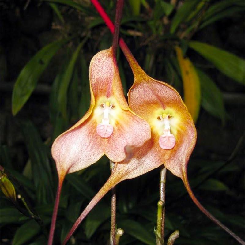 Generic Monkey Orchid seeds in bright indirect light promote healthy growth.