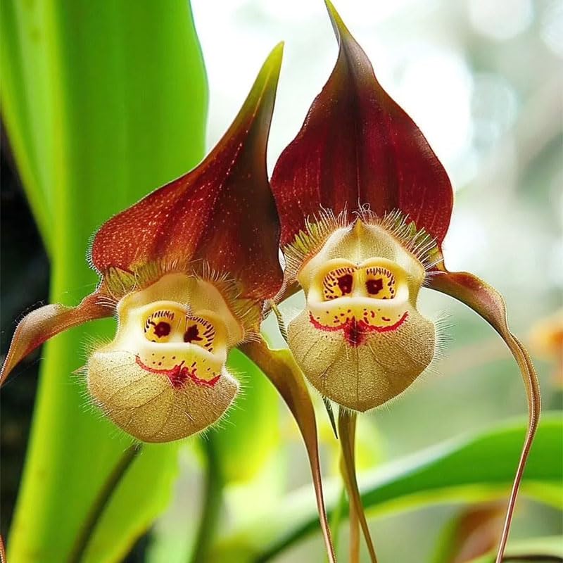 Generic Monkey Orchid seeds after sowing, kept under humidity to support germination.