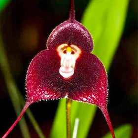 Generic Monkey Orchid seeds in an indoor potting setup appeal to collectors.